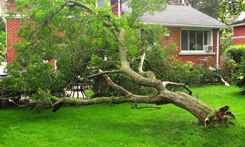 Tree Neighbors Property